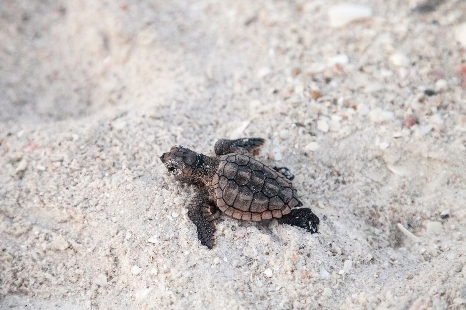 Newly hatched Loggerhead turtle in the sand